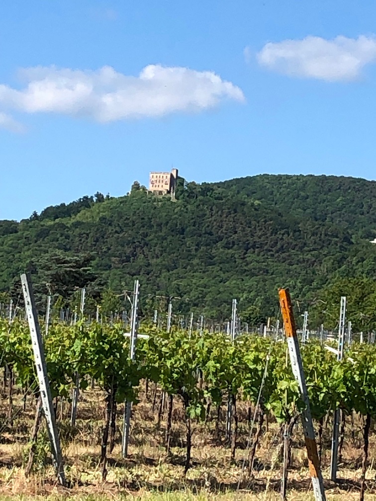 Pilgerweg durch die Weinberge, im Hintergrund Hambacher Schloss